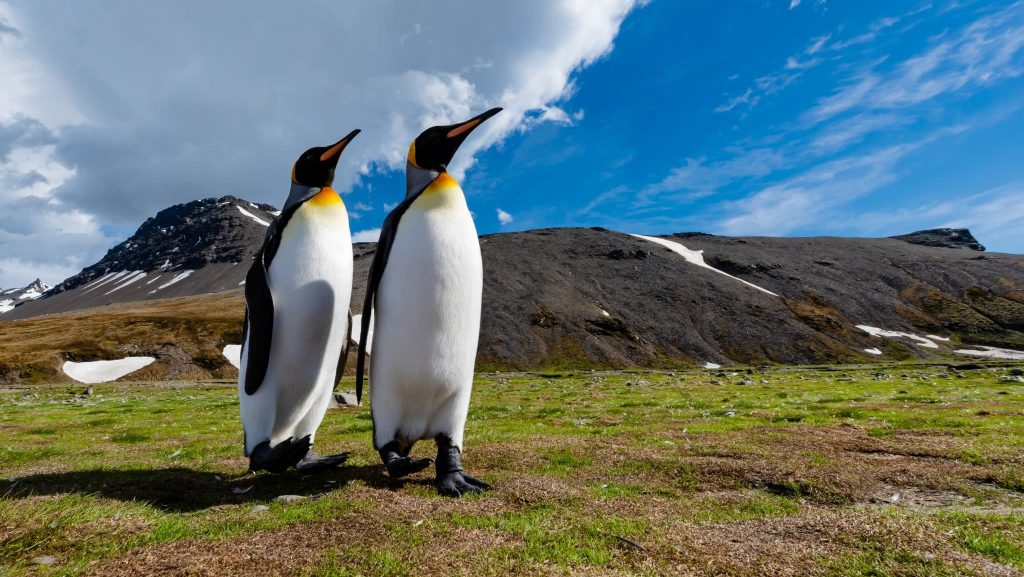 HANSEATIC nature & inspiration & spirit Flora & Fauna Duo Pinguine
