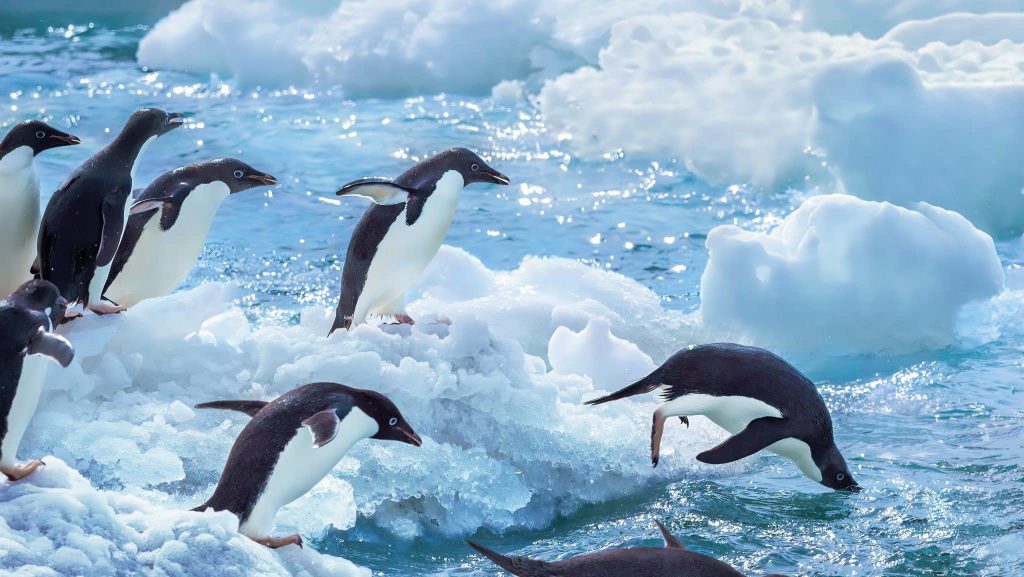 Pinguine Antarktis